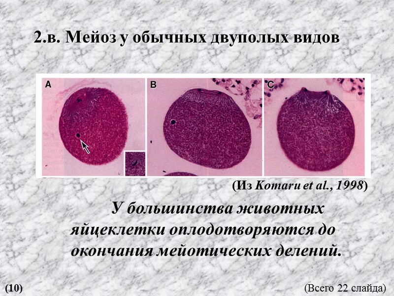 2.в. Мейоз у обычных двуполых видов  У большинства животных яйцеклетки оплодотворяются до окончания